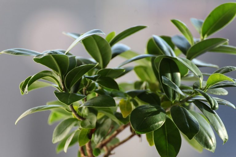 Jak pěstovat fíkus? Jednoduše to zvládnete i vy – SuprŽena.cz