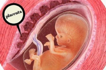 Jak se rodí placenta?