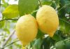 Citron aneb poznejte jeho léčivé účinky