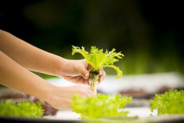 Hydroponie aneb jak pěstovat zeleninu i bez hlíny?